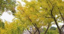 赭山风景区17