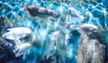 盐城海昌海洋探索馆24