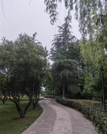 龙山公园1
