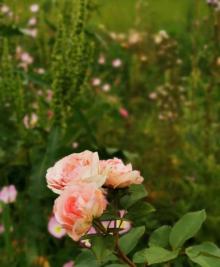 江南花伴湾16