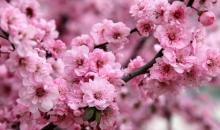 太湖桃花岛13