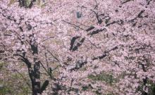 太湖桃花岛6