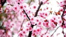 太湖桃花岛11