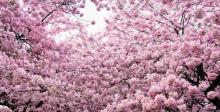 太湖桃花岛8