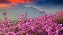 太湖桃花岛10