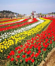 太湖花海主题度假乐园9