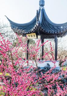太湖林屋梅海1