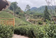 燕子窠生态茶园示范基地1