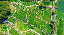 燕子窠生态茶园示范基地6