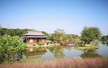 龙游花海1