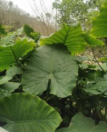 金鸡山公园24