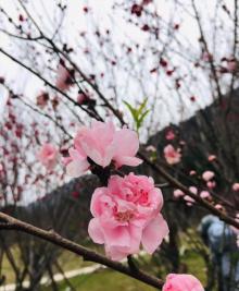 福州国家森林公园珍稀植物园2