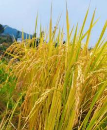 花海梯田2