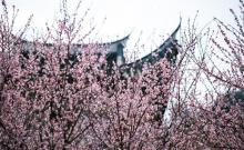 林阳寺5