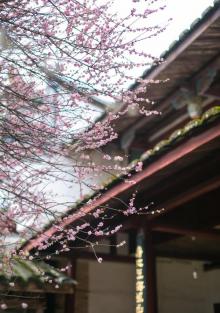 林阳寺4