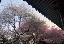 林阳寺14