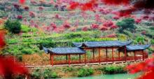 雁荡山枫叶园3