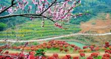 雁荡山枫叶园2