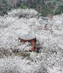 李花谷1