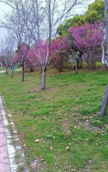 十里樱花园1