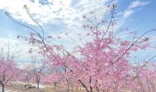 瑞安市桐浦凤凰樱花谷4