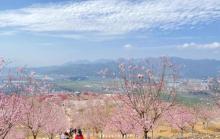瑞安市桐浦凤凰樱花谷1