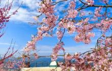 瑞安市桐浦凤凰樱花谷3