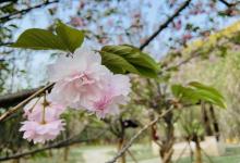 N口樱花岛4