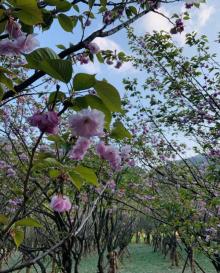 N口樱花岛3