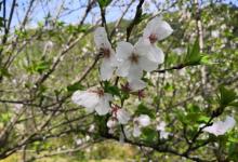 N口樱花岛7