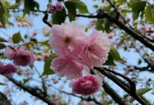 N口樱花岛5