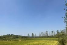 鄱阳湖口国家森林公园1
