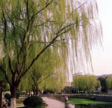 语溪公园2