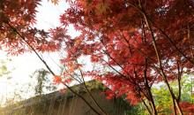 百翠山居4