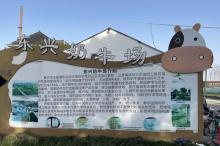东兴奶牛场3