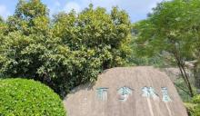 香林花雨2