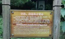 古松柏化石?1
