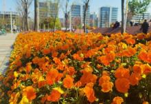上海鲜花港28