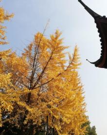 绣湖公园8