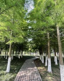 嘉兴麟湖湿地公园5