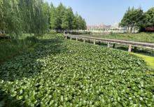 嘉兴麟湖湿地公园2