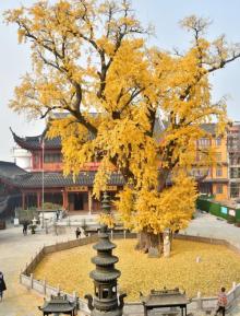 报国寺10