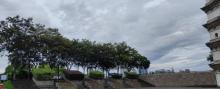 龙洲公园1