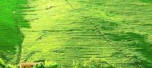 玉山古茶场5