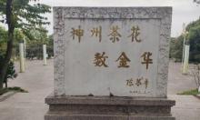 中国茶花文化园4