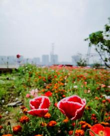 昆山金华花海27