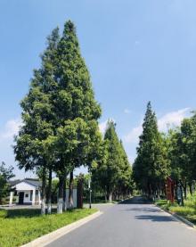 昆山金华花海18