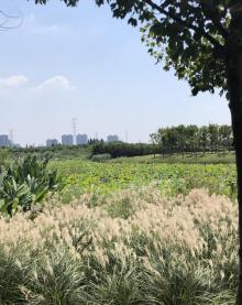 昆山金华花海16