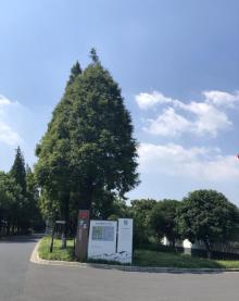 昆山金华花海15