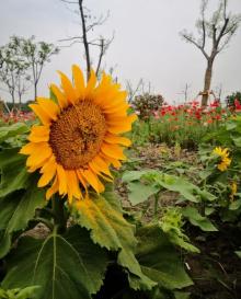 昆山金华花海29